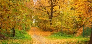 Reminiscence - the Fall of Life